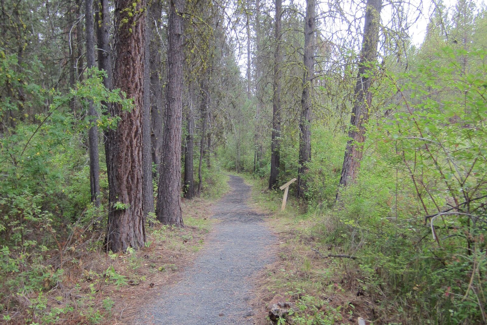 Gravel Deschutes River Trail running through tall pines toward Benham Falls