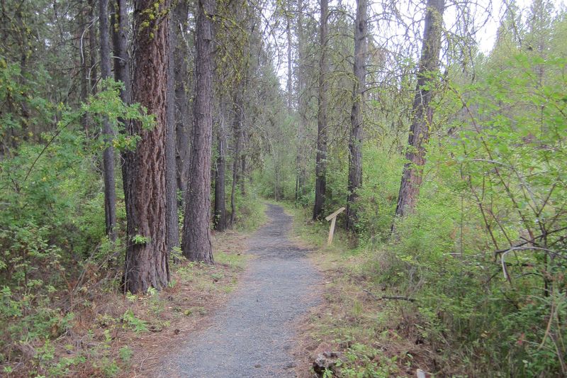 Gravel Deschutes River Trail running through tall pines toward Benham Falls